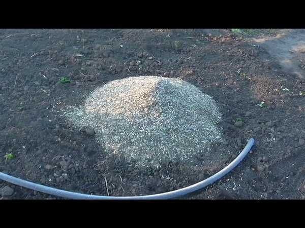 Яичная скорлупа как удобрение для огорода: для каких растений подходит, состав, инструкция по применению, рецепты