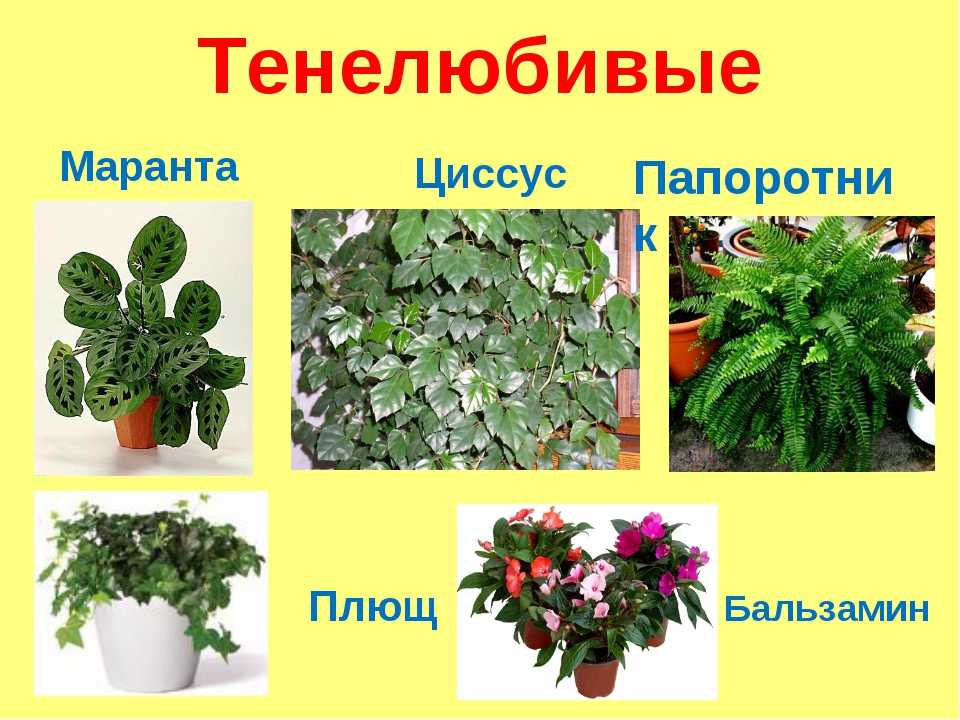 Комнатные растения на букву с фото и названия