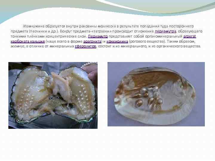 Жемчужина внутри раковины моллюска. Беззубка образует жемчуг. Образование жемчуга у двустворчатых моллюсков.