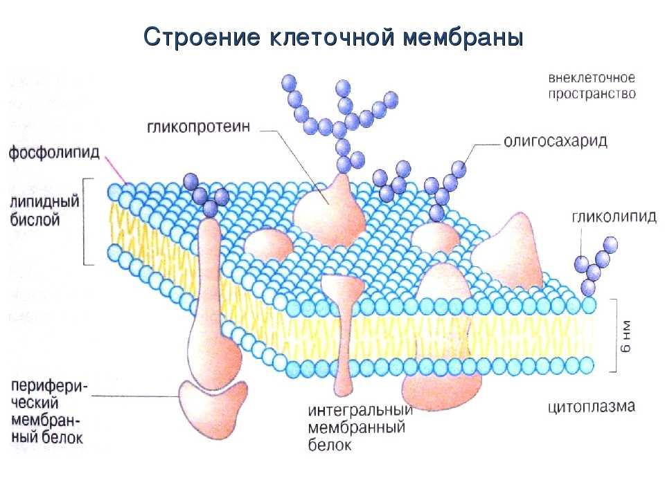 Объект клеточная мембрана процесс. Мембрана клетки схема строение функции. Клеточная мембрана структура и функции. Строение клеточной мембраны 10 класс биология. Схема строения плазматической мембраны клетки.