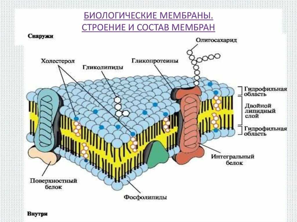 Вода в составе мембран. Клеточная мембрана строение и функции. Строение и функция биологической мембраны клетки. Молекулярное строение клеточной мембраны. Клеточная мембрана структура и функции.