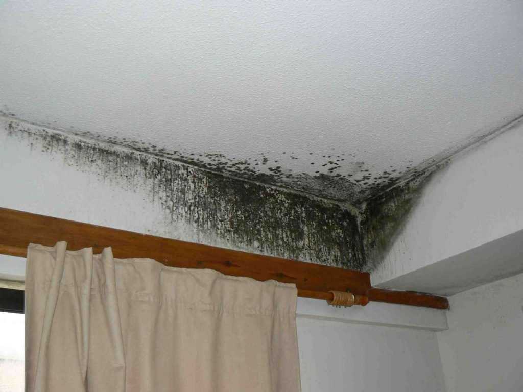 Миф про грибок под натяжным потолком