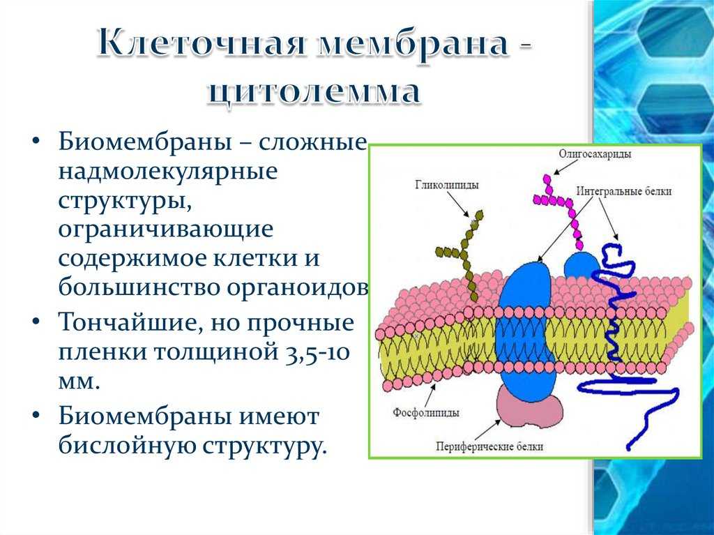 Клеточная мембрана