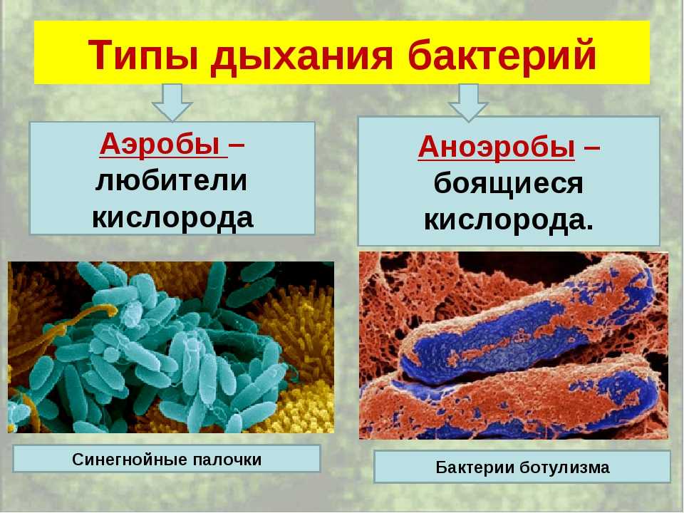 Бактерии для септика: как выбрать и правильно использовать