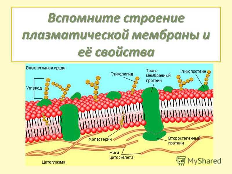 Функция мембраны клетки является. Состав плазматической мембраны. Строение плазматической мембраны и ее функции. Схема строения плазматической мембраны и функции. Плазмалемма (плазматическая мембрана) строение и функции.