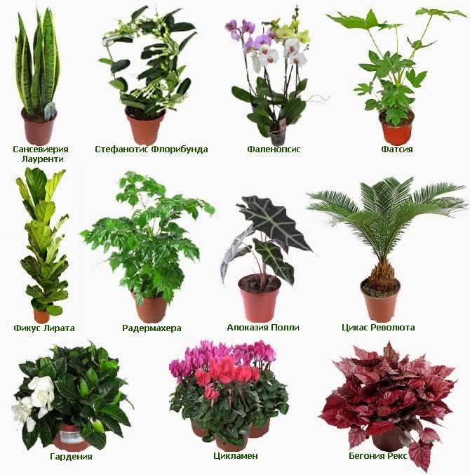 Красивые названия цветов растений. Комнатные растения. Комнатные растения названия. Комнатные растения назва. Название домашних цветов.