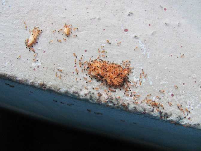 Как живут муравьи в пеноплексе?