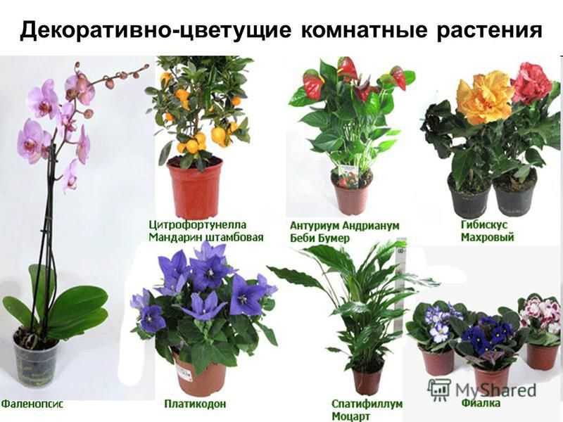 Каталог комнатных растений с названиями и фото