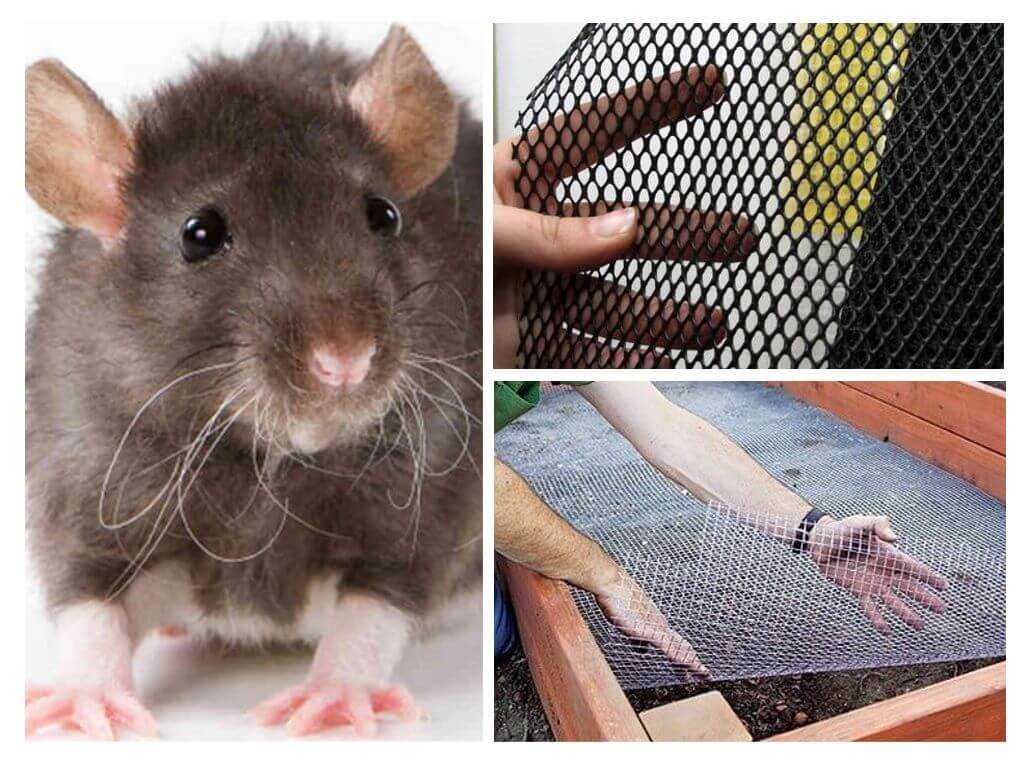 Защита каркасного дома от мышей