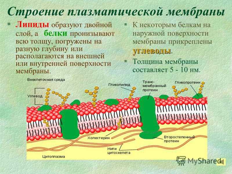 Клеточная мембрана это молекулярная структура впр физика. Липиды в плазматической мембране. Строение плазматической мембраны? Функции мембраны?. Плазматическая мембрана строение органоида. Плазматическая мембрана клетки строение и функции.