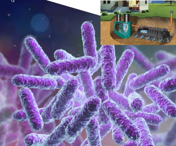 Бактерии для септиков частного дома: аэробные и анаэробные - обзор