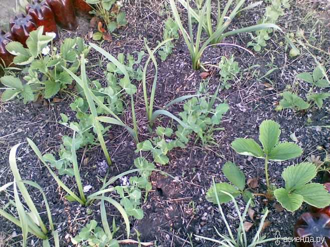 Шелуха семян подсолнечника, как удобрение. полезные свойства лузги | зелёный сад