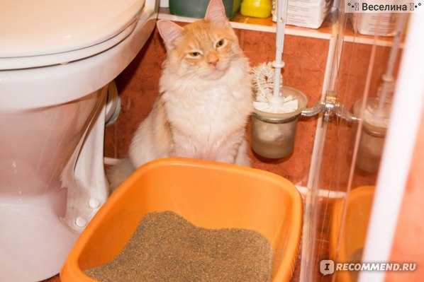Полное руководство по выбору наполнителя для кошачьего туалета