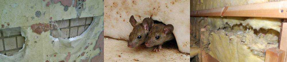 Мыши в каркасном доме - как бороться и защитить дом