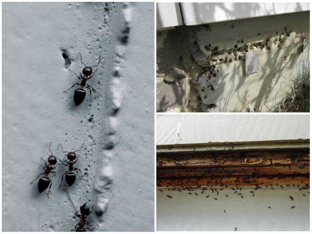 Утеплитель пеноплекс или дом для муравьев