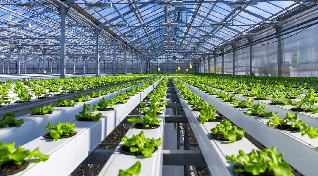 Бизнес план тепличного хозяйства на зелени, овощах и цветах