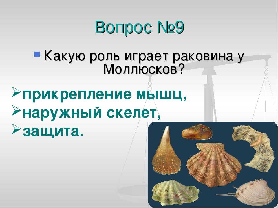 Раковина выполняет функцию. Раковины моллюсков. Функции раковины у моллюсков. Роль раковины у моллюсков. Какова функция раковины у моллюсков.