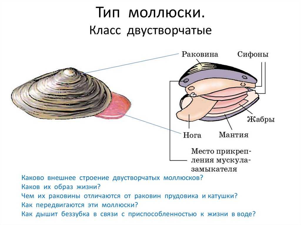 Тело моллюска заключено в. Внешнее строение раковины двустворчатых моллюсков. Внешнее строение раковины двустворчатого моллюска. Двустворчатые моллюски беззубка. Тип моллюски класс двустворчатые системы органов.