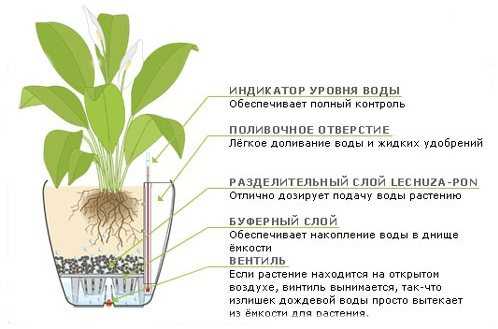 Дренаж для комнатных растений: что это такое и что можно использовать?