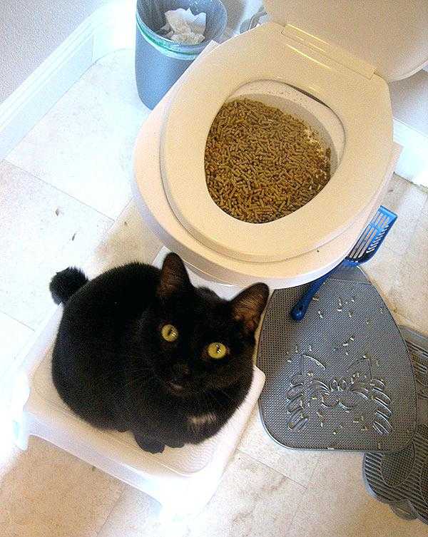 Вреден ли наполитель для кошачьего туалета для здоровья кошек?