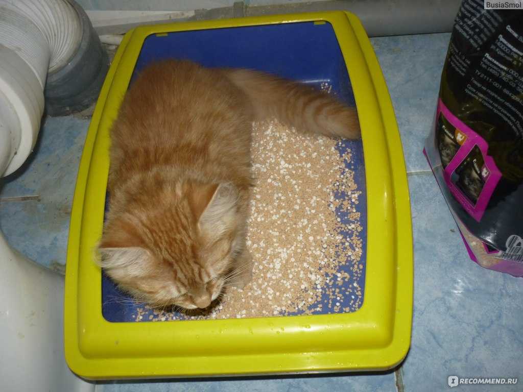 Как убрать кошачий туалет с наполнителем