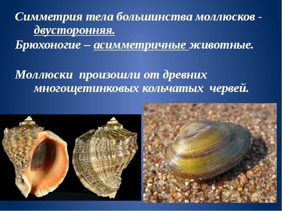 Тело моллюска заключено в. Морские двустворчатые моллюски. Брюхоногие и двустворчатые моллюски. Тип моллюски класс брюхоногие и класс двустворчатые моллюски. Класс брюхоногие моллюски раковина.