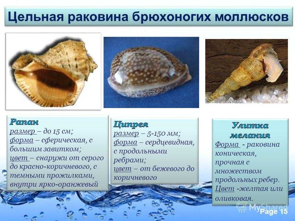 Моллюски форма раковины