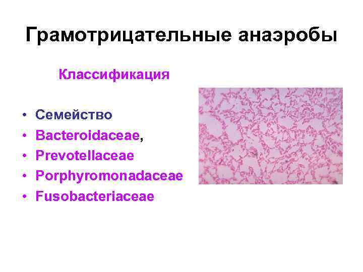 Анаэробные микробы. аэробные и анаэробные бактерии. верхние дыхательные пути