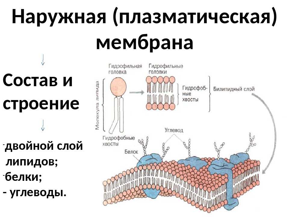 Липиды которые образуют клеточные мембраны