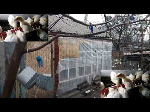✅ курятник в сибири. чтобы вашим курочкам зимой было комфортно и тепло - cvetochki-ulyanovsk.ru