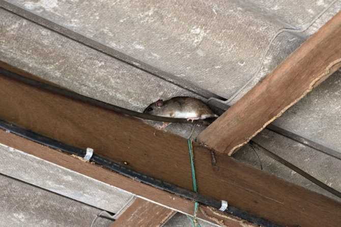 Мыши в каркасном доме: как бороться и избавить от них, сетка чтобы защитить строение
