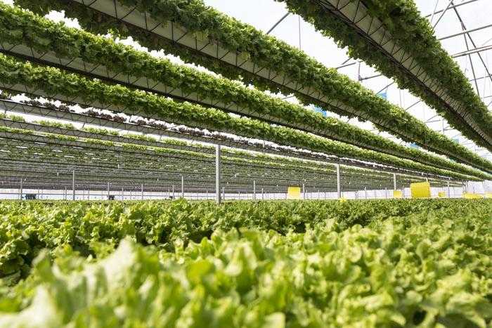 Бизнес-план тепличного комплекса: хозяйства по выращиванию овощей