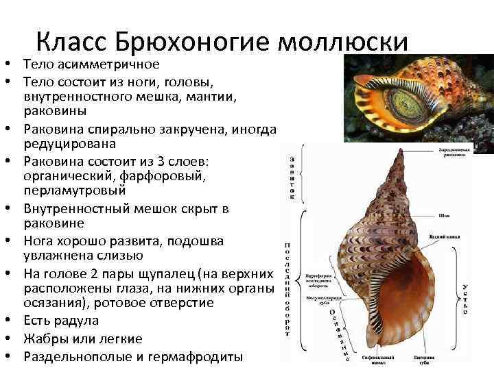 Общая характеристика классы моллюсков
